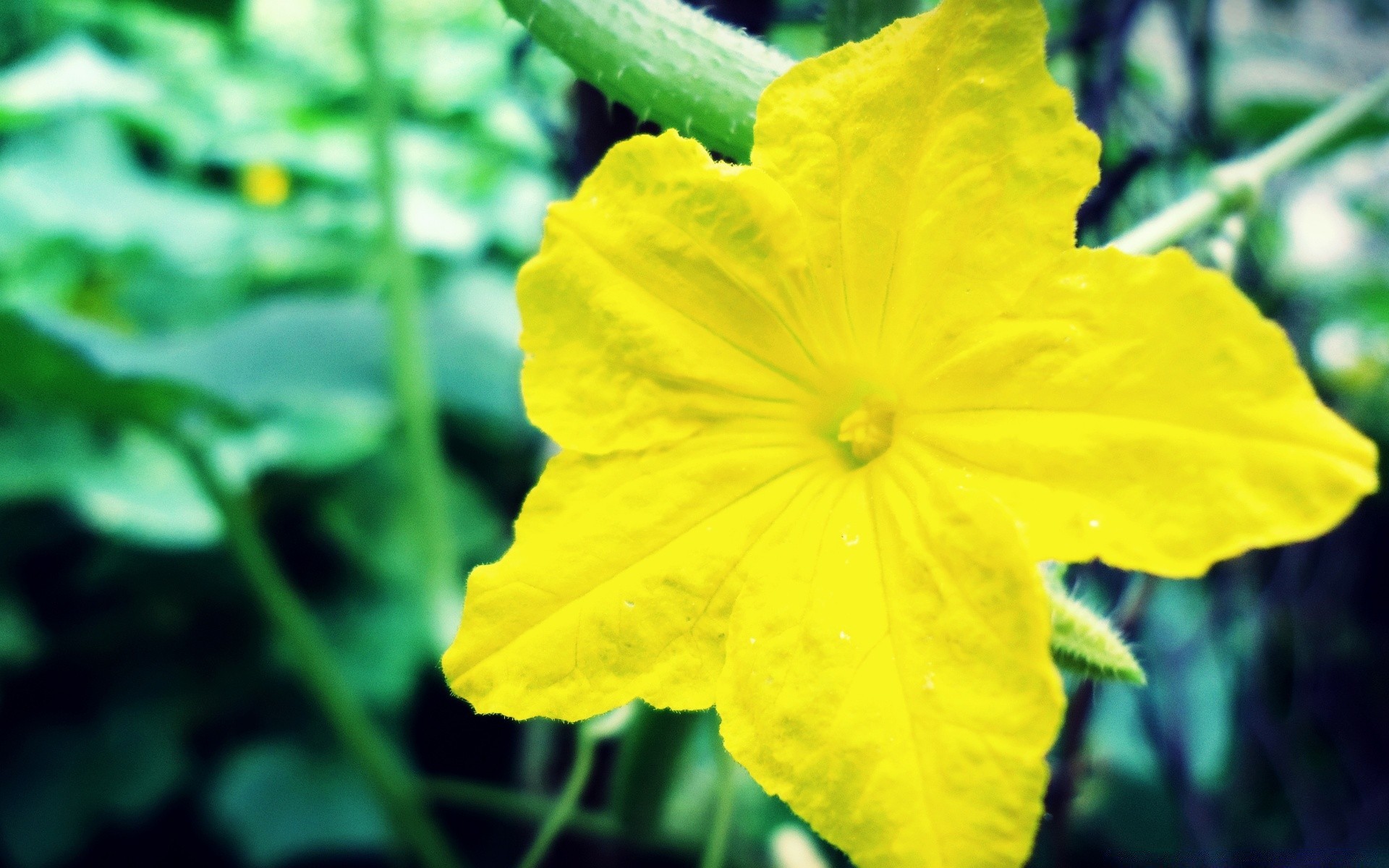 fleurs nature flore feuille été croissance fleur jardin à l extérieur gros plan lumineux