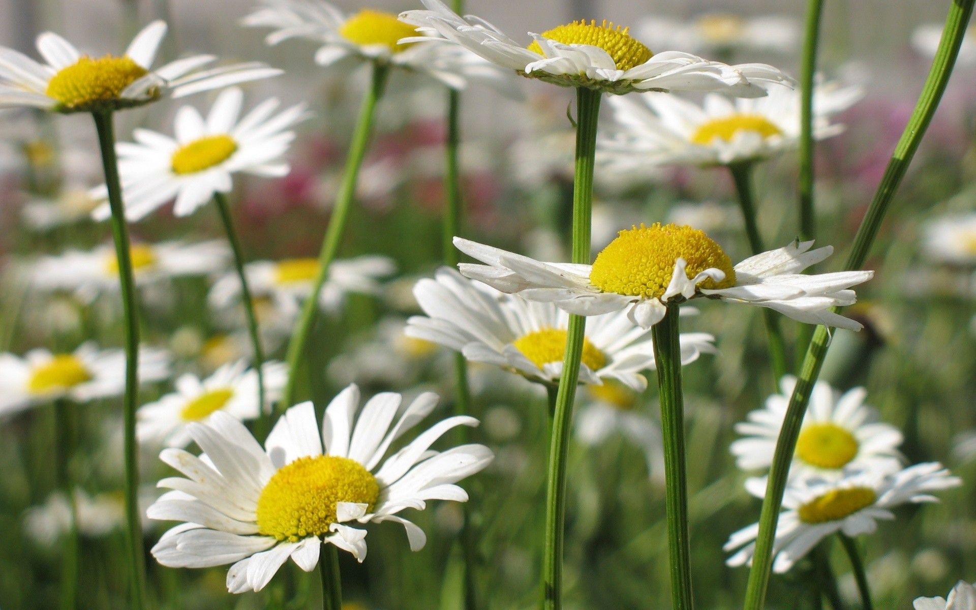 flowers nature chamomile summer flora flower hayfield bright field grass garden floral petal rural fair weather leaf growth color blooming close-up