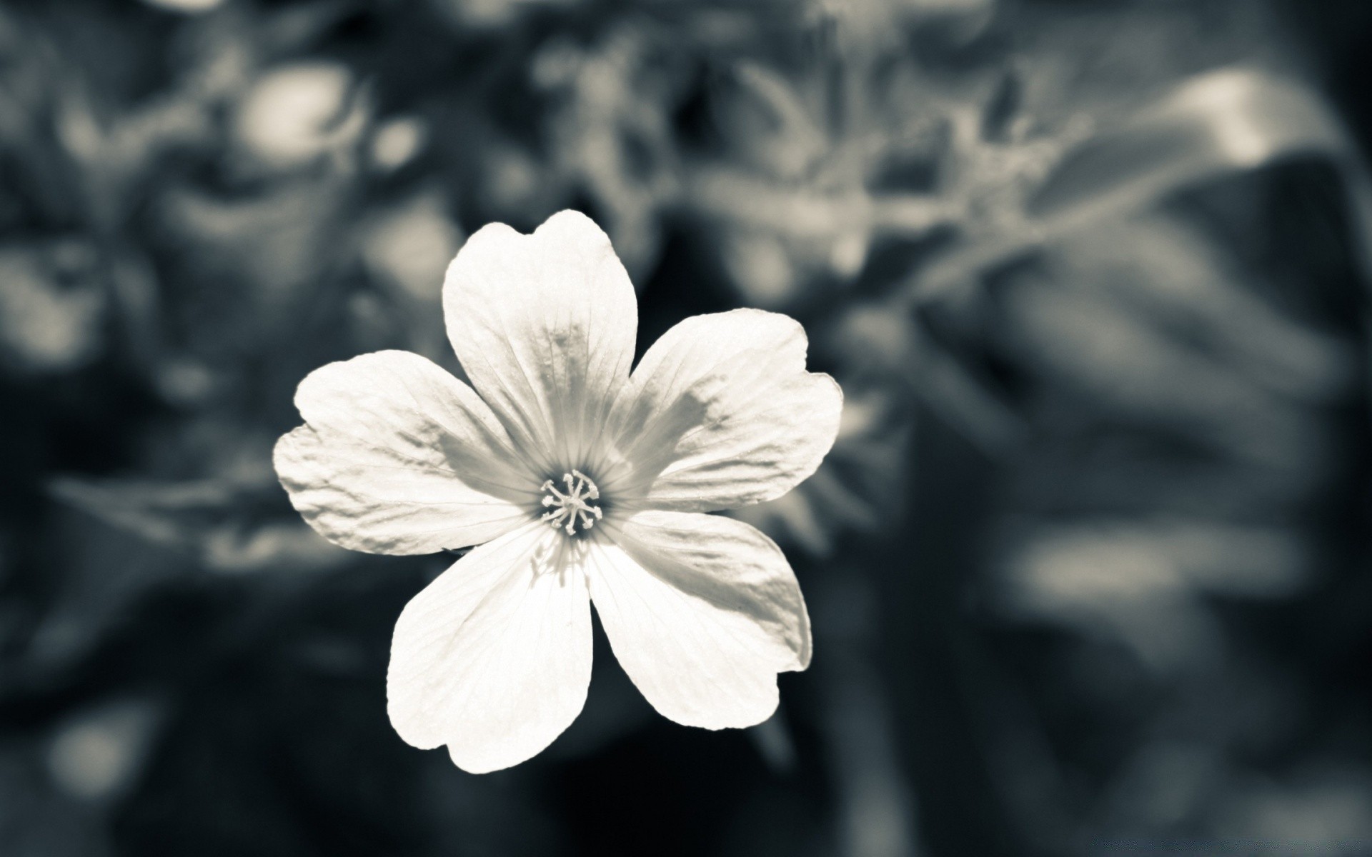 flores flor naturaleza flora jardín pétalo floración verano hoja primer plano al aire libre