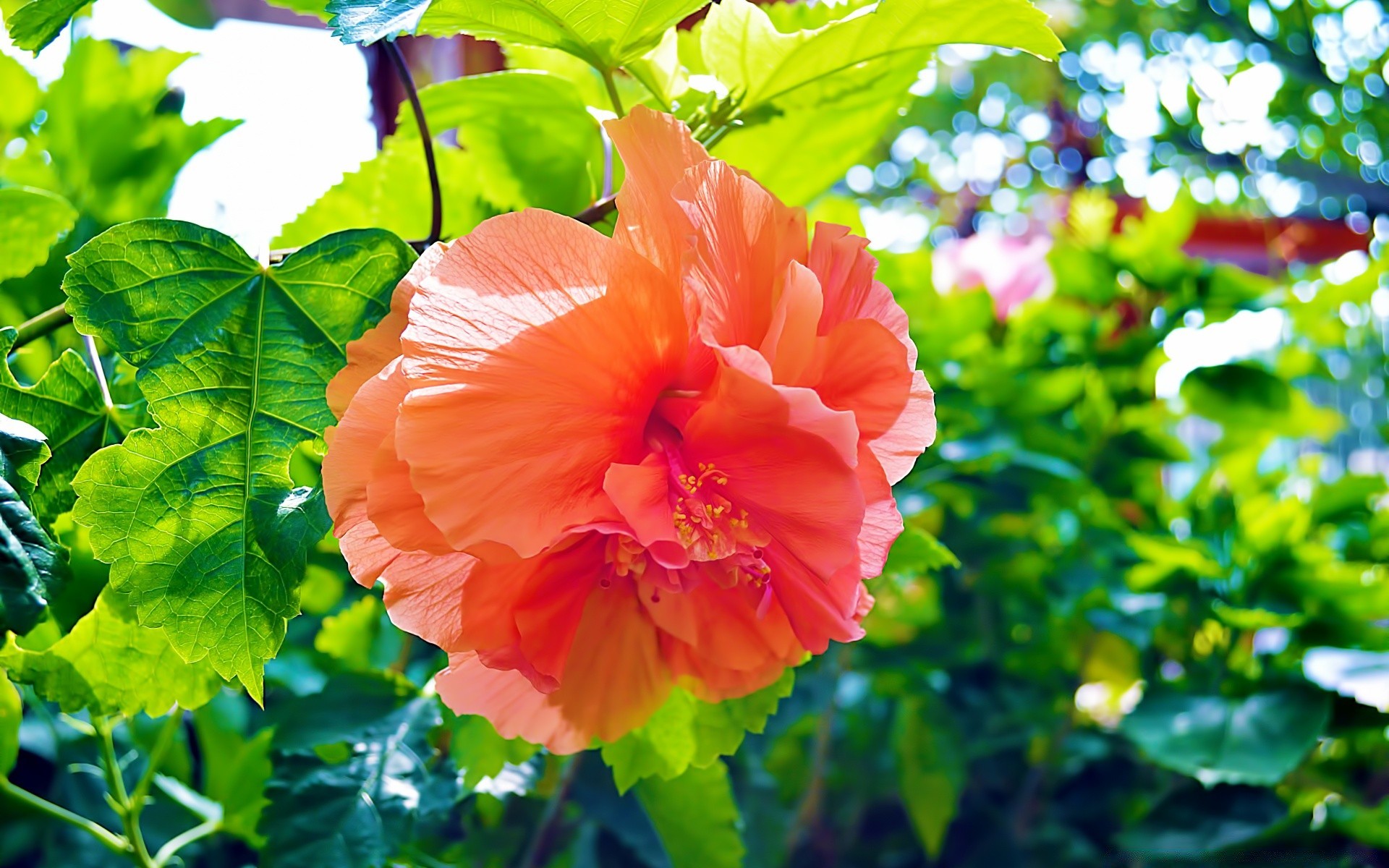 fleurs nature feuille flore été jardin croissance fleur lumineux à l extérieur couleur gros plan