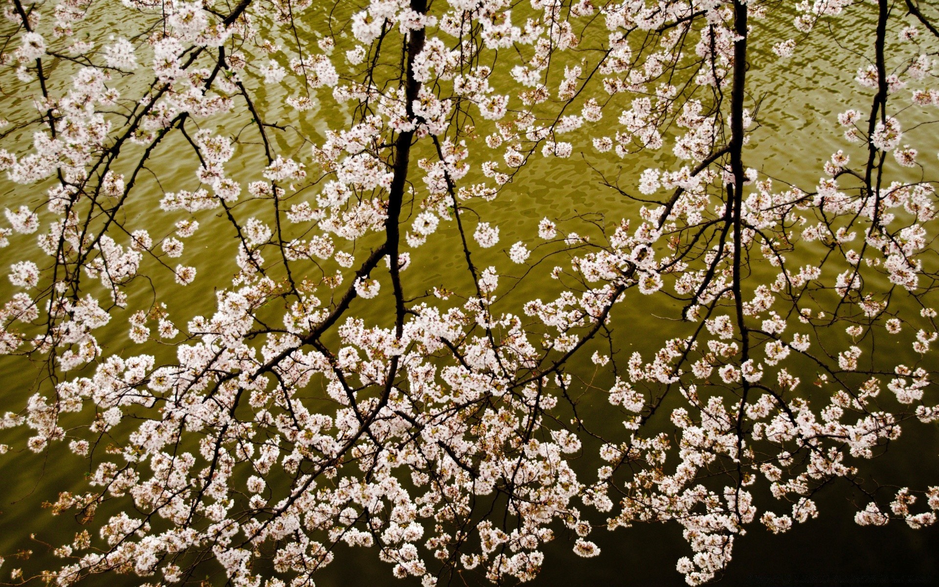 fiori ciliegio albero fiore ramo stagione flora mela natura crescita foglia desktop prugna primavera fiore floreale petalo giardino compagno freschezza primo piano