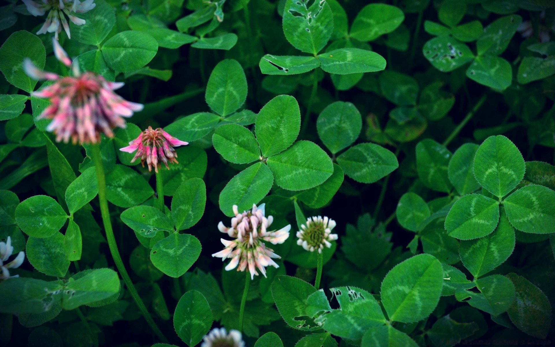 fleurs trèfle feuille nature flore fleur jardin à l extérieur gros plan été herbe milieu croissance