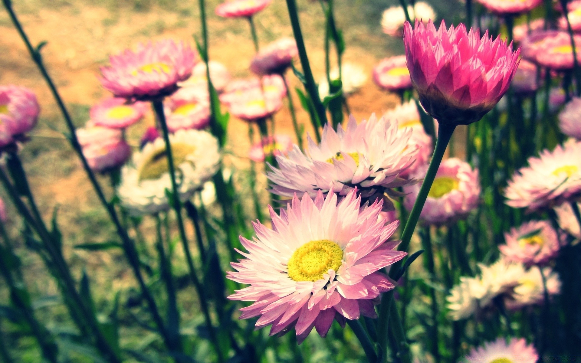 flowers flower flora nature garden summer blooming floral leaf bright petal color beautiful field close-up season growth park outdoors botanical