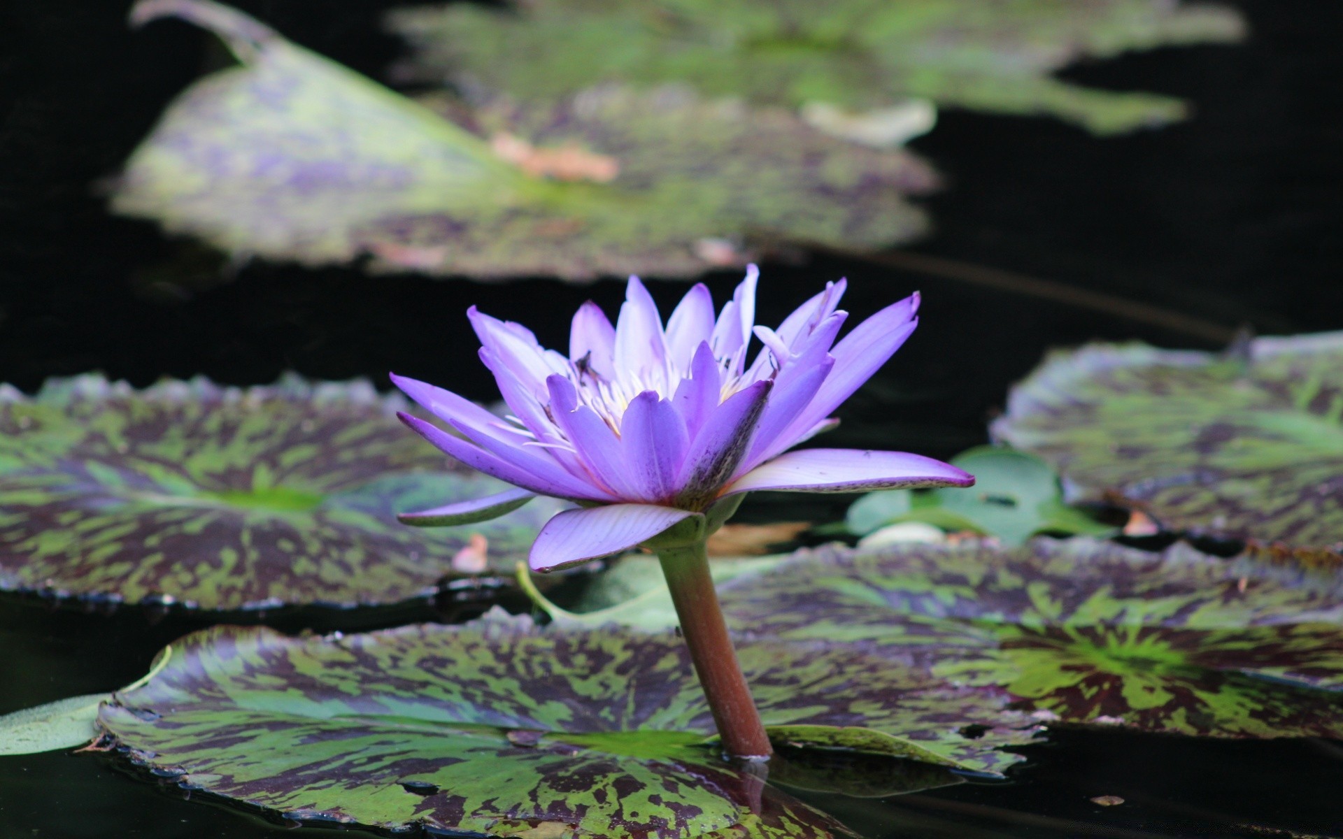 fleurs piscine lotus feuille lily fleur aquatique nature flore nénuphar bluming jardin parc exotique belle natation tropical zen pétale été