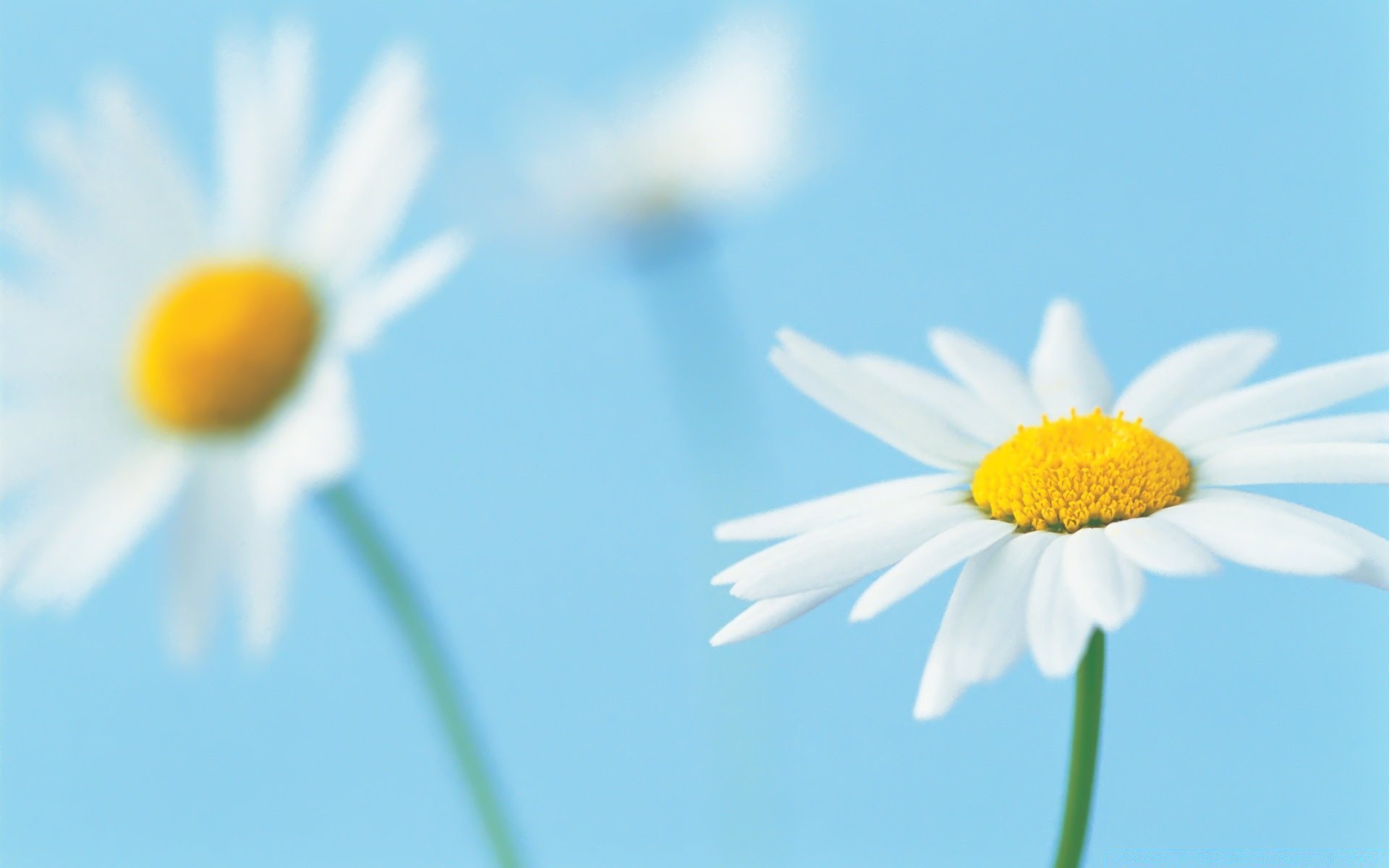 blumen natur blume gänseblümchen flora sommer unschärfe blütenblatt farbe hell schließen heuhaufen blatt gutes wetter jahreszeit feld