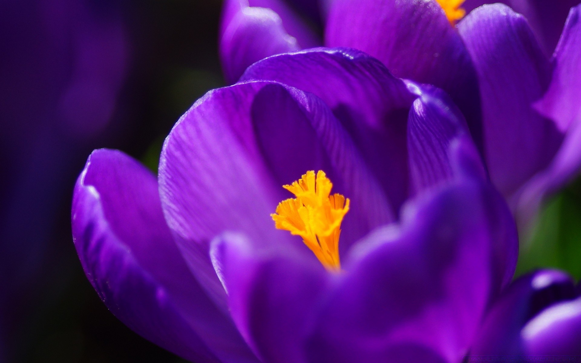 fleurs fleur nature flore jardin couleur feuille pétale lumineux été crocus floral tulipe pâques croissance flou bluming violet délicat