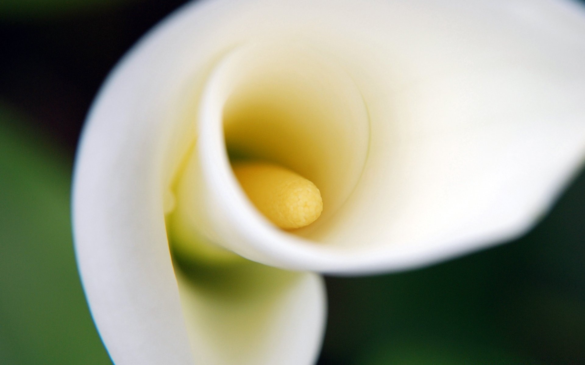 kwiaty kwiat kolor natura liść calla lily flora jasny rozmycie delikatny pulpit streszczenie piękny