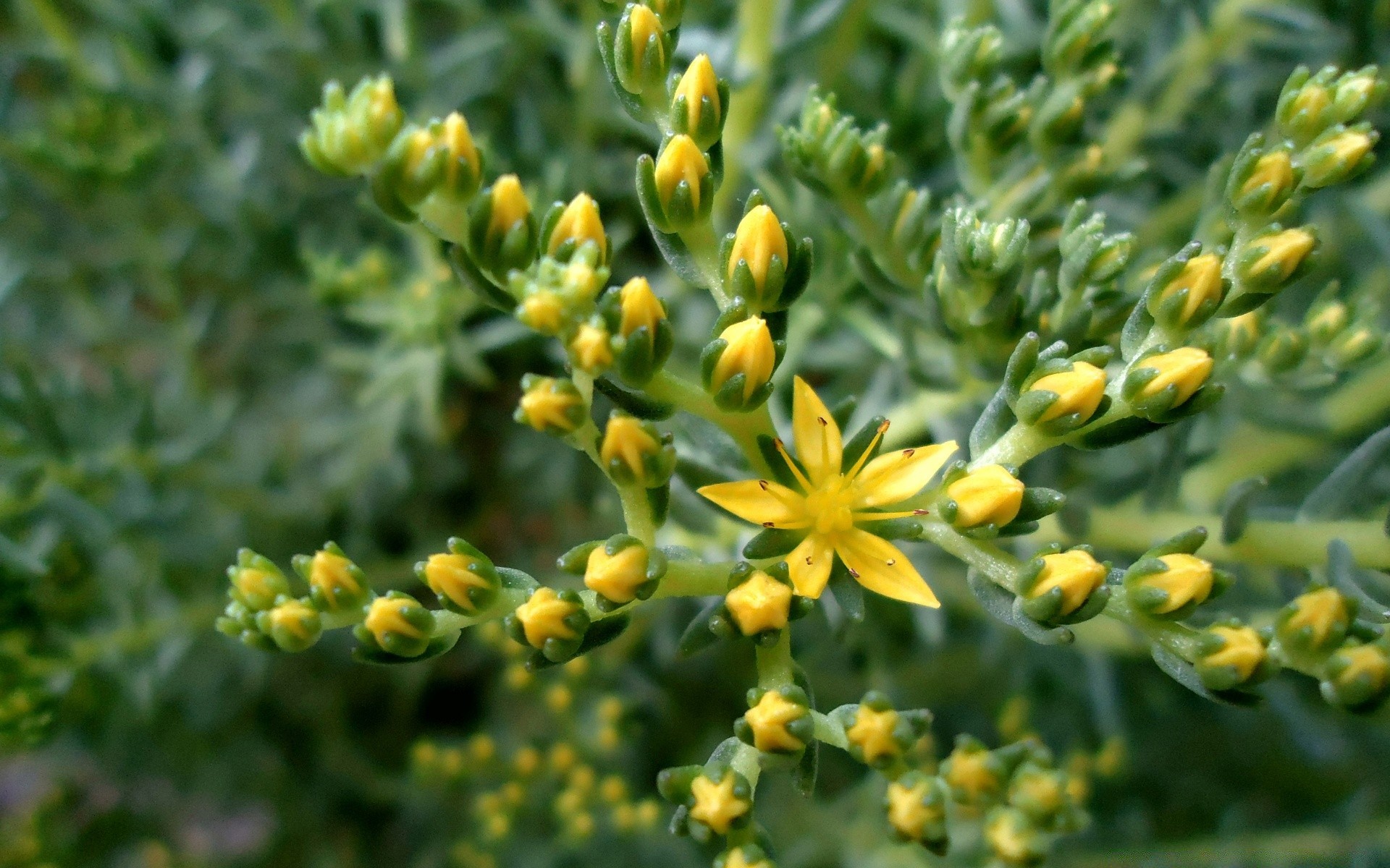 kwiaty natura flora liść kwiat ogród wzrost lato na zewnątrz zbliżenie kwiatowy rolnictwo jedzenie pole