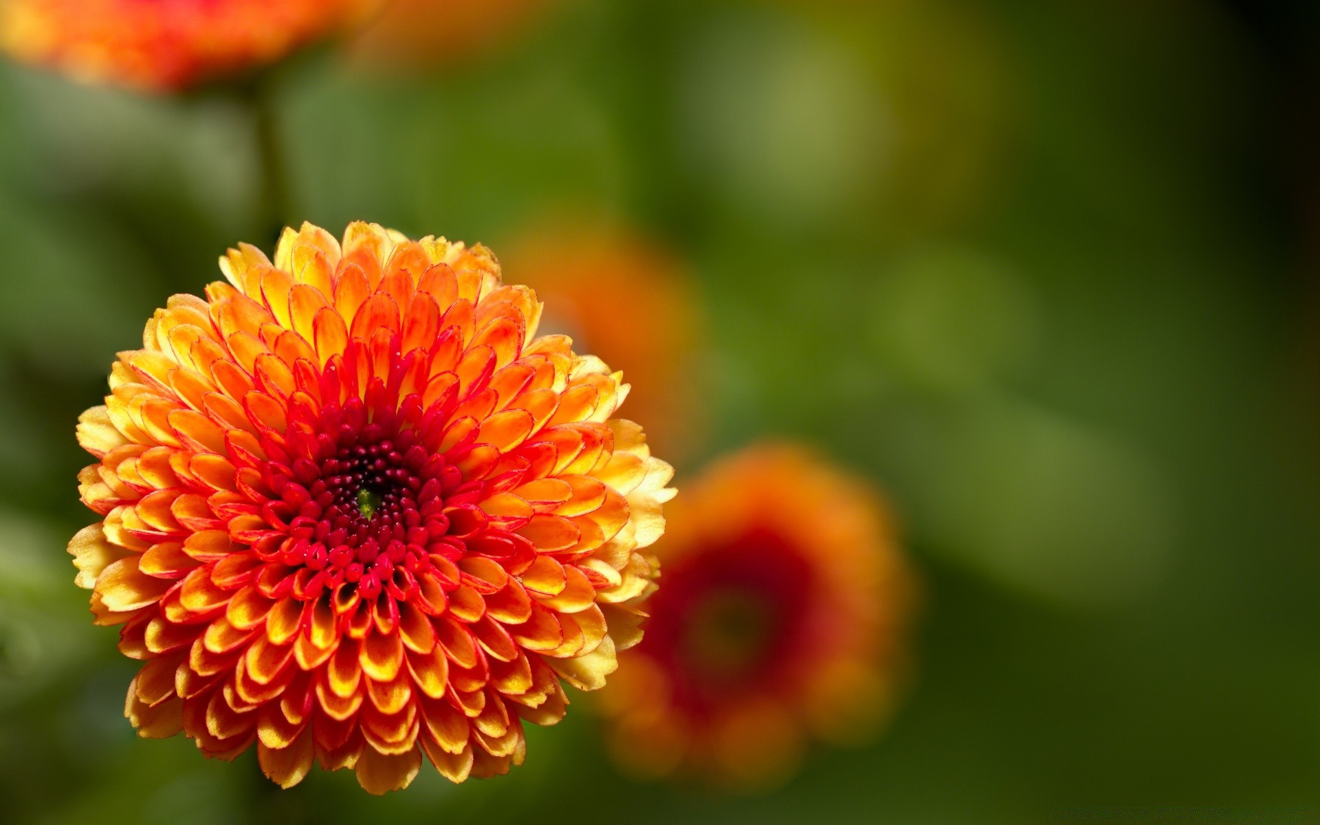 flowers nature flower flora summer leaf bright blur garden petal outdoors growth color pollen close-up