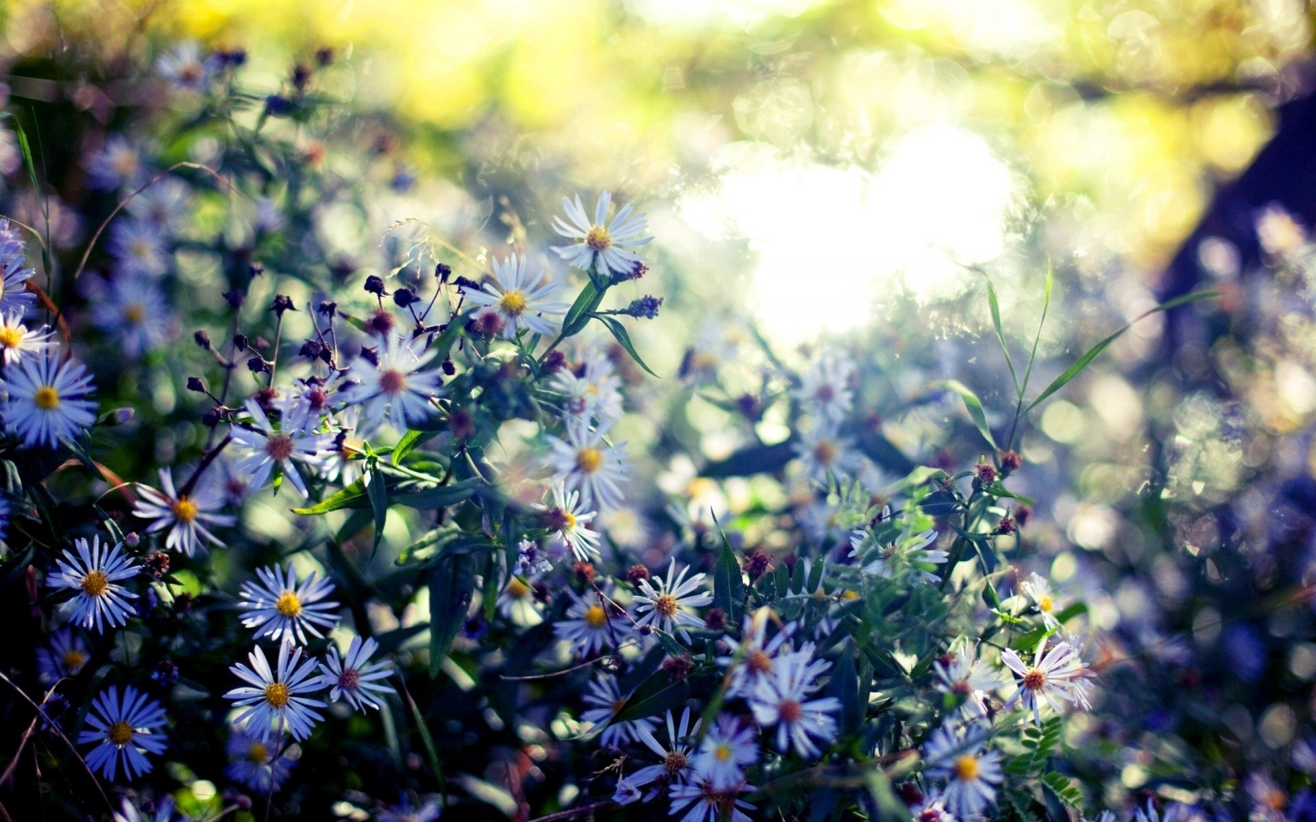 fleurs nature fleur été jardin flore champ feuille floral bluming sauvage herbe à l extérieur croissance pétale couleur gros plan lumineux foin saison