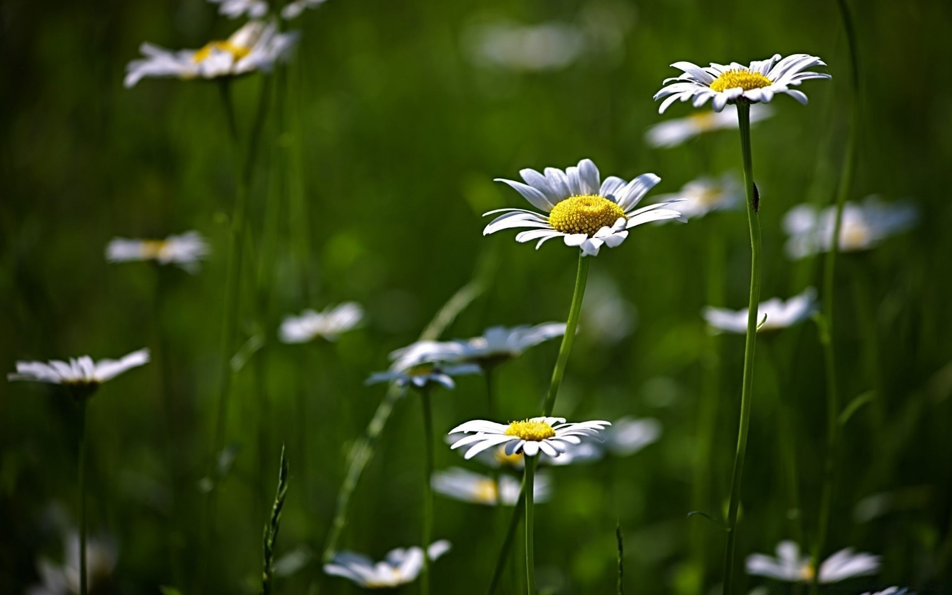 blumen natur blume sommer gras flora heuhaufen kamille feld garten im freien wachstum blatt gutes wetter hell blütenblatt des ländlichen sonne blühen blumen