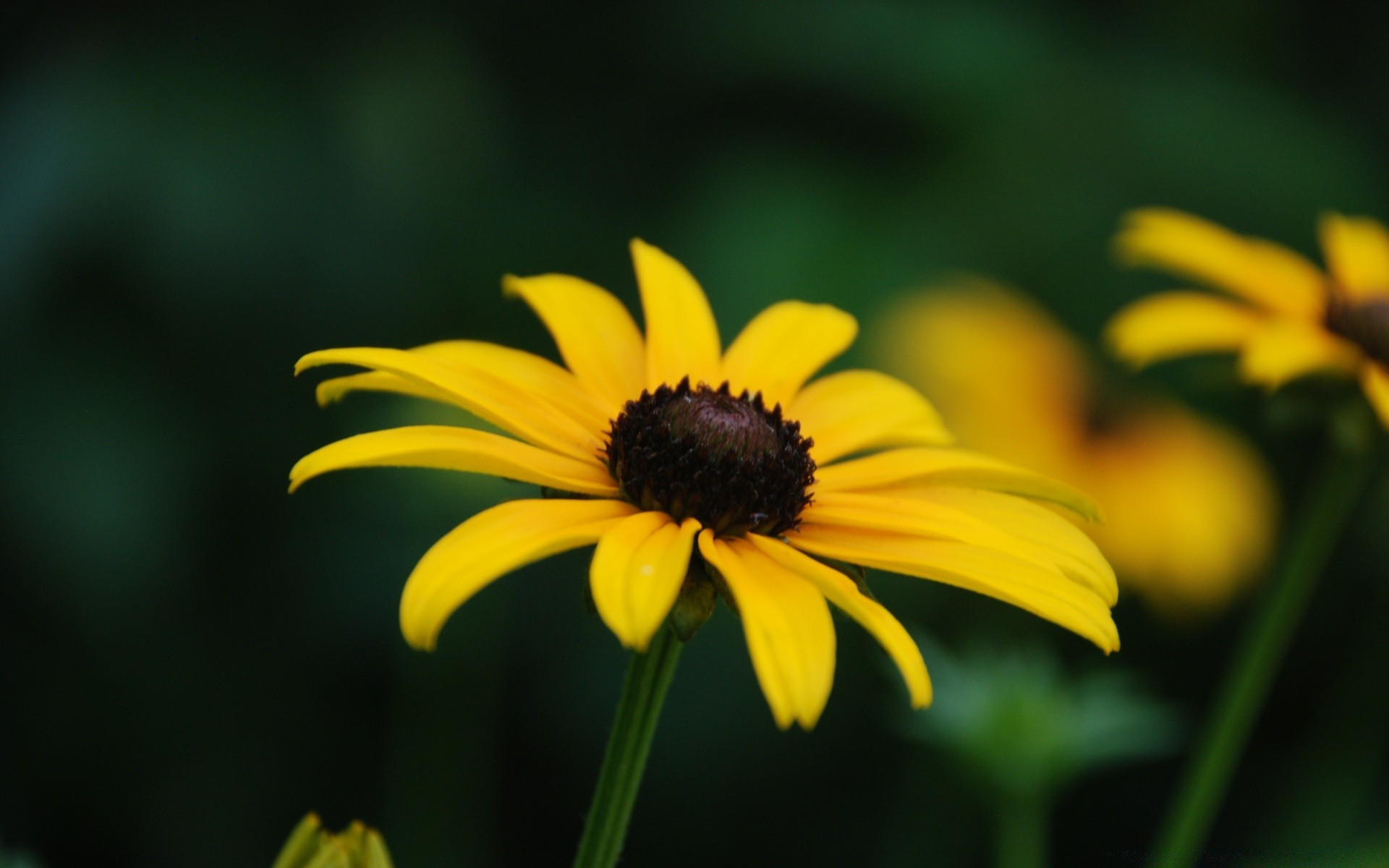 flowers nature flower summer flora garden outdoors leaf growth blur bright