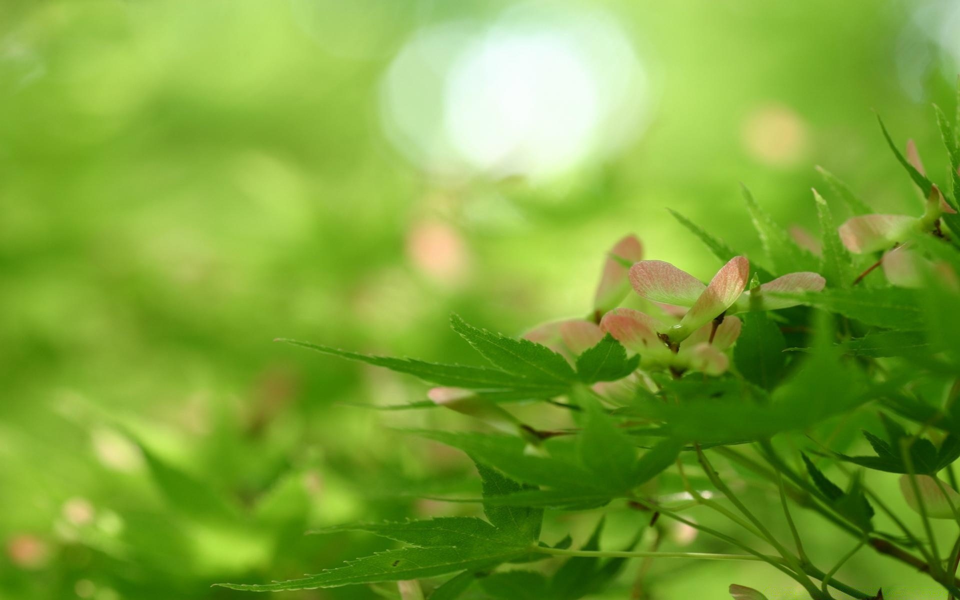 flowers leaf nature flora growth summer garden environment bright grass close-up lush rain fair weather outdoors ecology sun color freshness