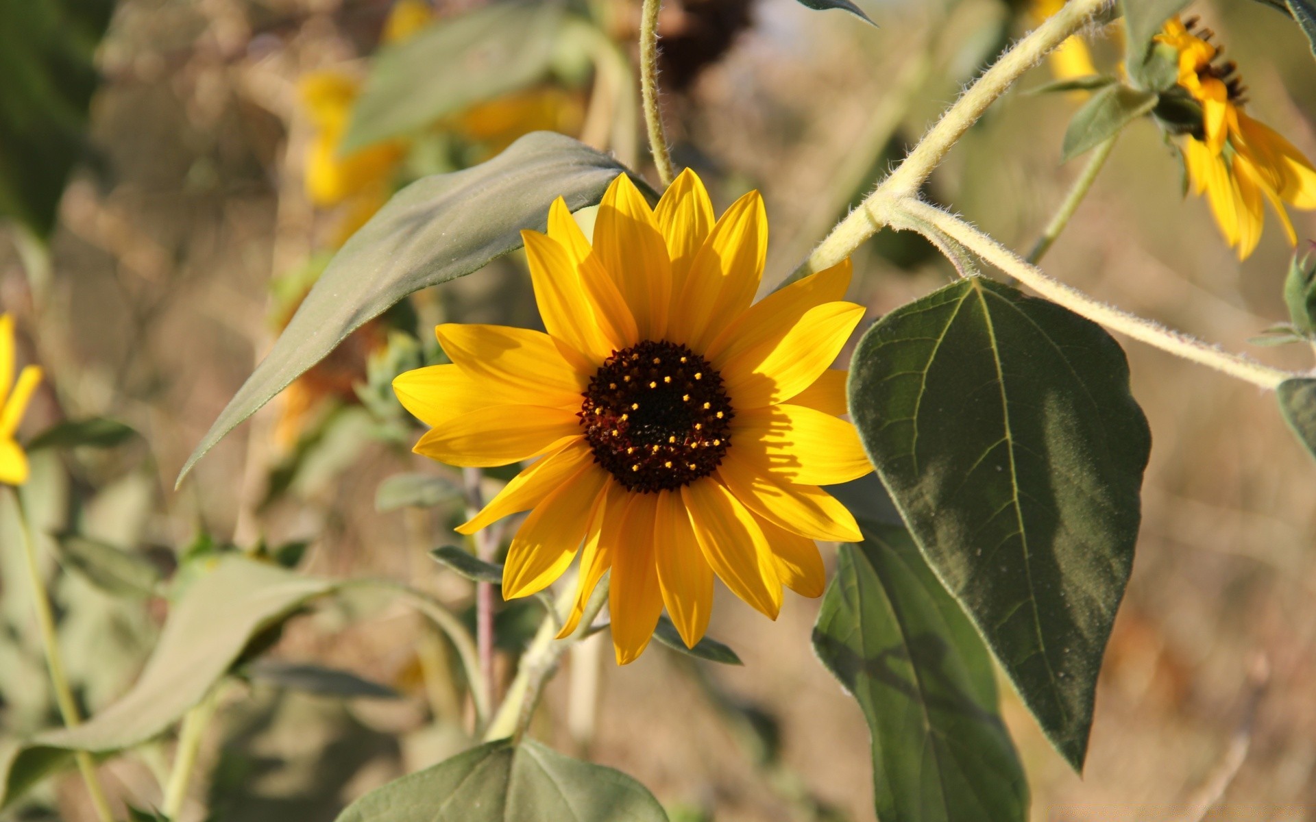 花卉 自然 植物群 叶 夏天 花 户外 花园 特写 季节 增长 字段 花卉 明亮 美丽 颜色 盛开 农村 好天气 植物