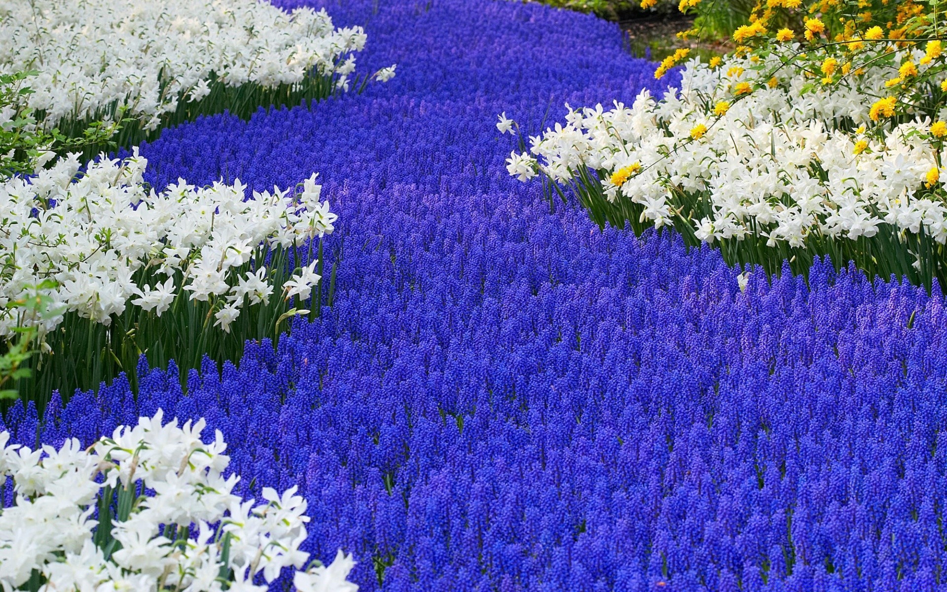 flowers flower flora floral nature blooming garden hyacinth field petal season color hayfield bouquet grass summer decoration springtime growth narcissus