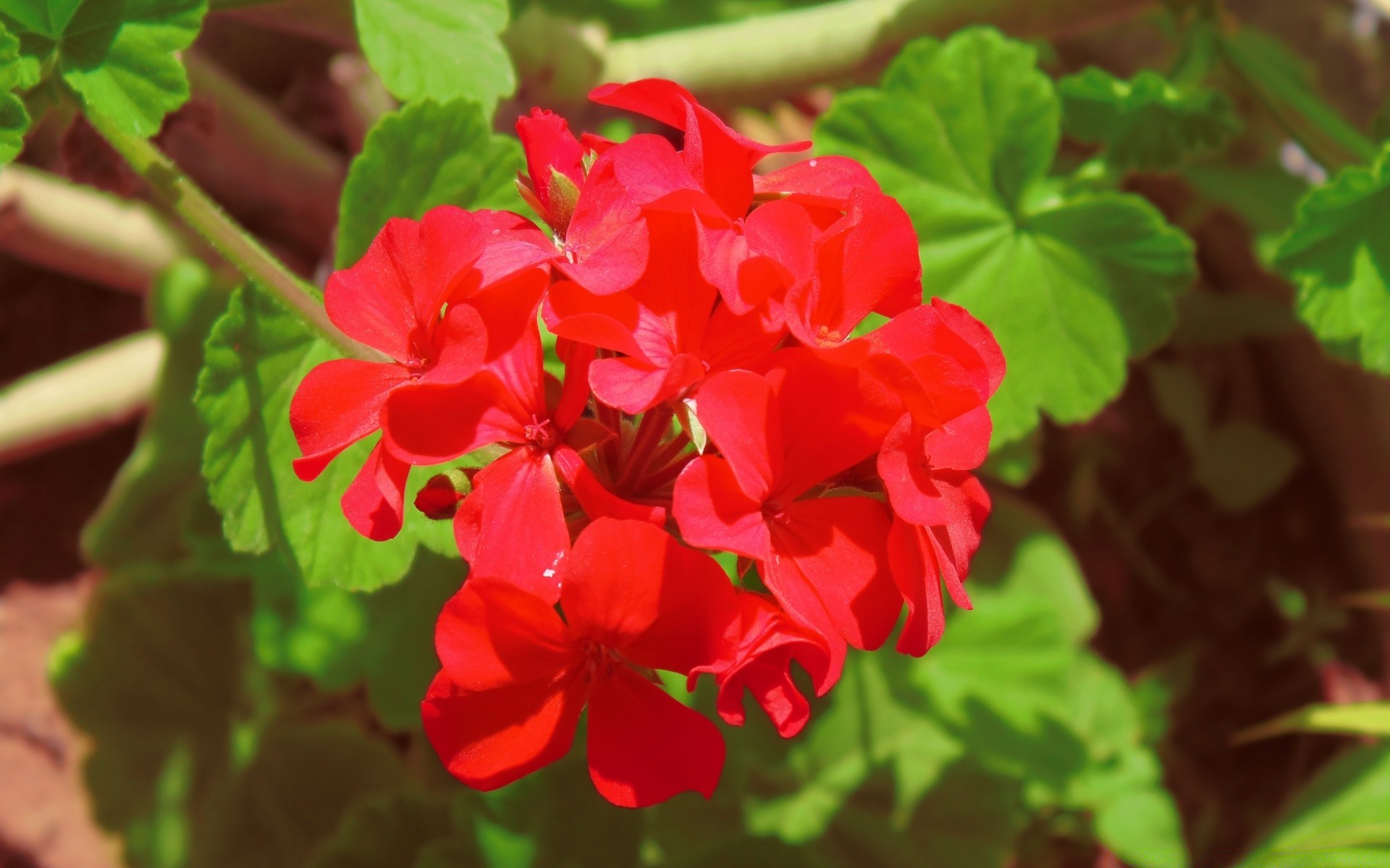 flowers nature flora leaf summer garden flower growth blooming bright color close-up floral season petal