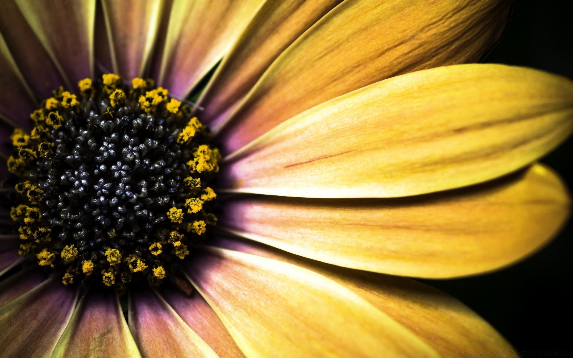 fiori fiore natura flora luminoso colore petalo primo piano all aperto estate foglia bella