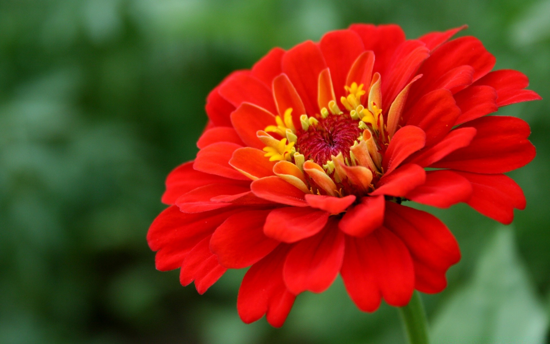 fleurs nature fleur flore jardin été feuille pétale floral couleur lumineux gros plan bluming croissance belle saison à l extérieur