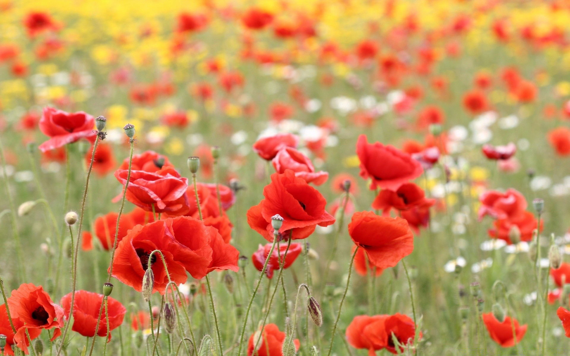 flowers poppy field flower nature summer flora rural hayfield grass growth outdoors bright garden floral color fair weather countryside leaf blooming