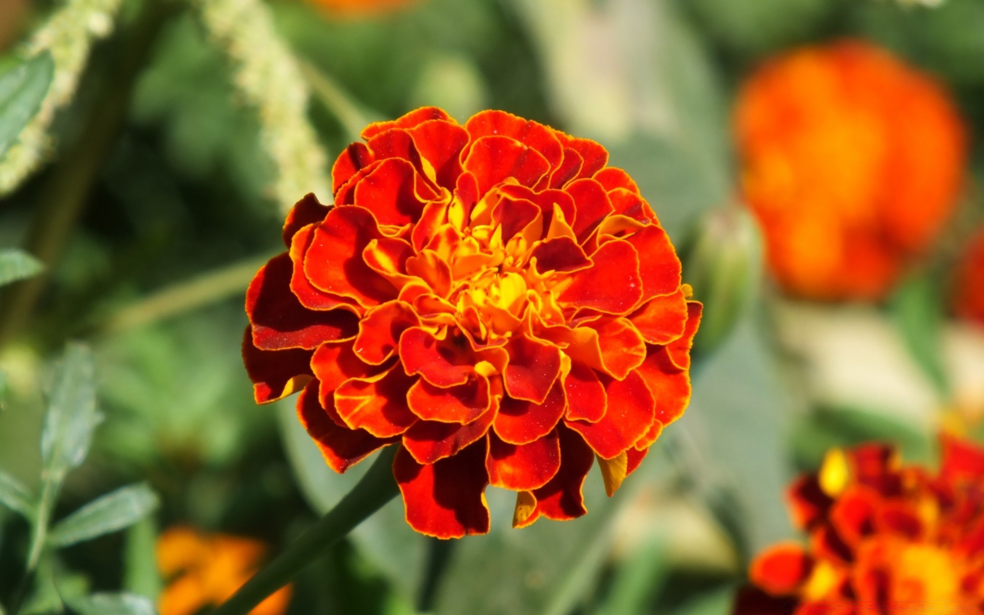 fleurs fleur nature flore jardin été feuille floral bluming lumineux pétale croissance couleur à l extérieur saison gros plan