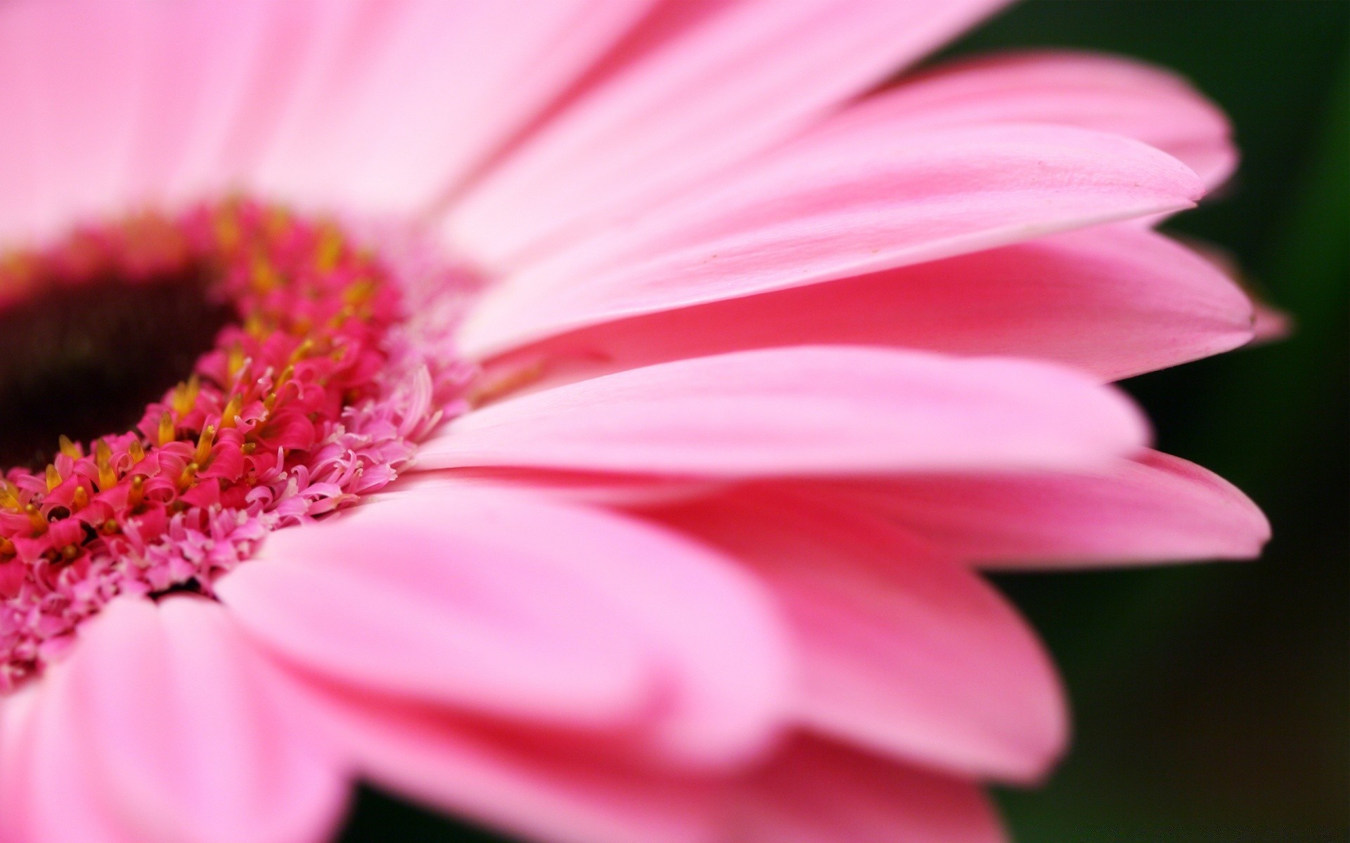 çiçekler çiçek doğa flora yaz bahçe petal güzel çiçek açan yakın çekim renk gerbera parlak polen çiçek çiy yaprak botanik büyüme narin