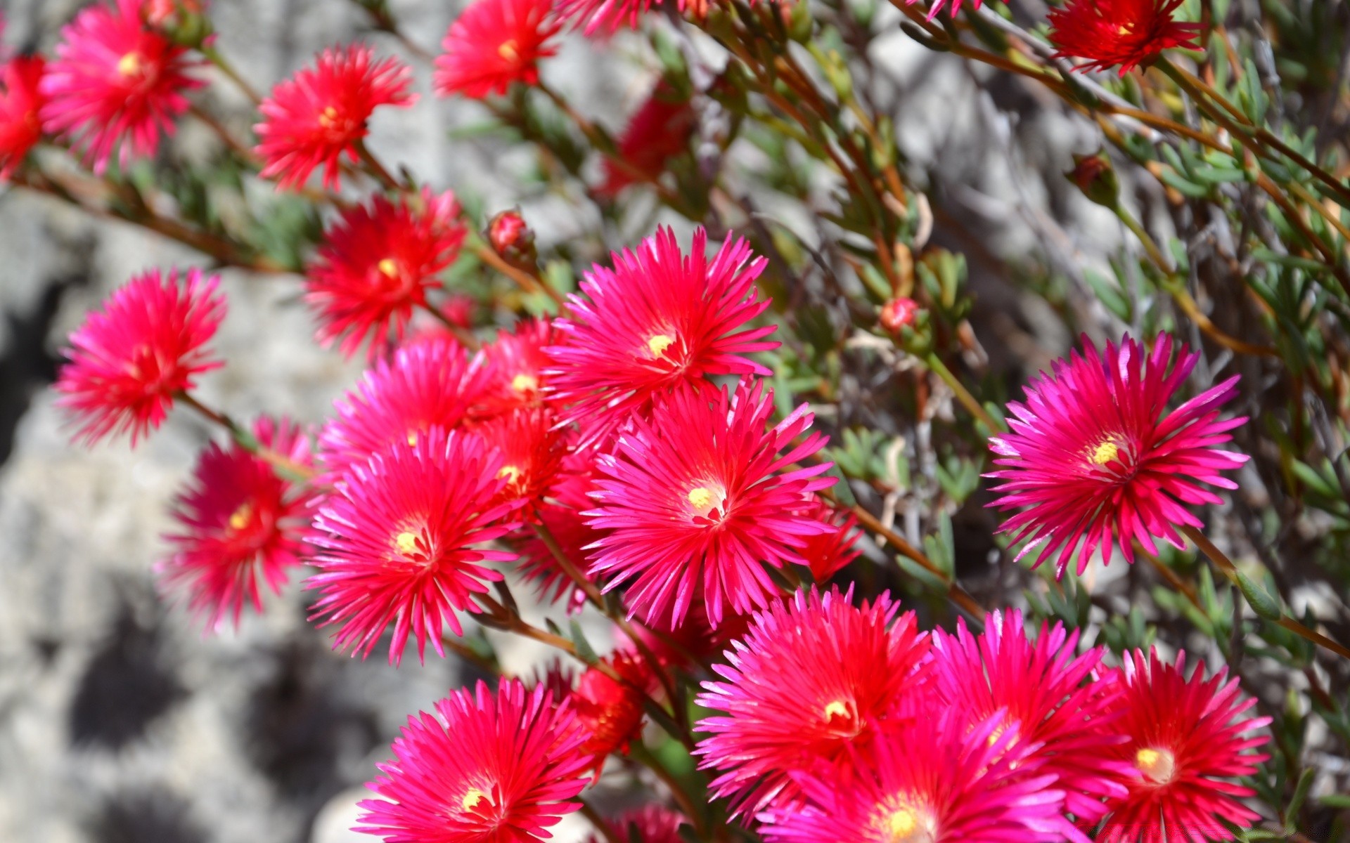 flowers flower nature flora garden blooming floral summer leaf close-up petal color outdoors bright botanical season