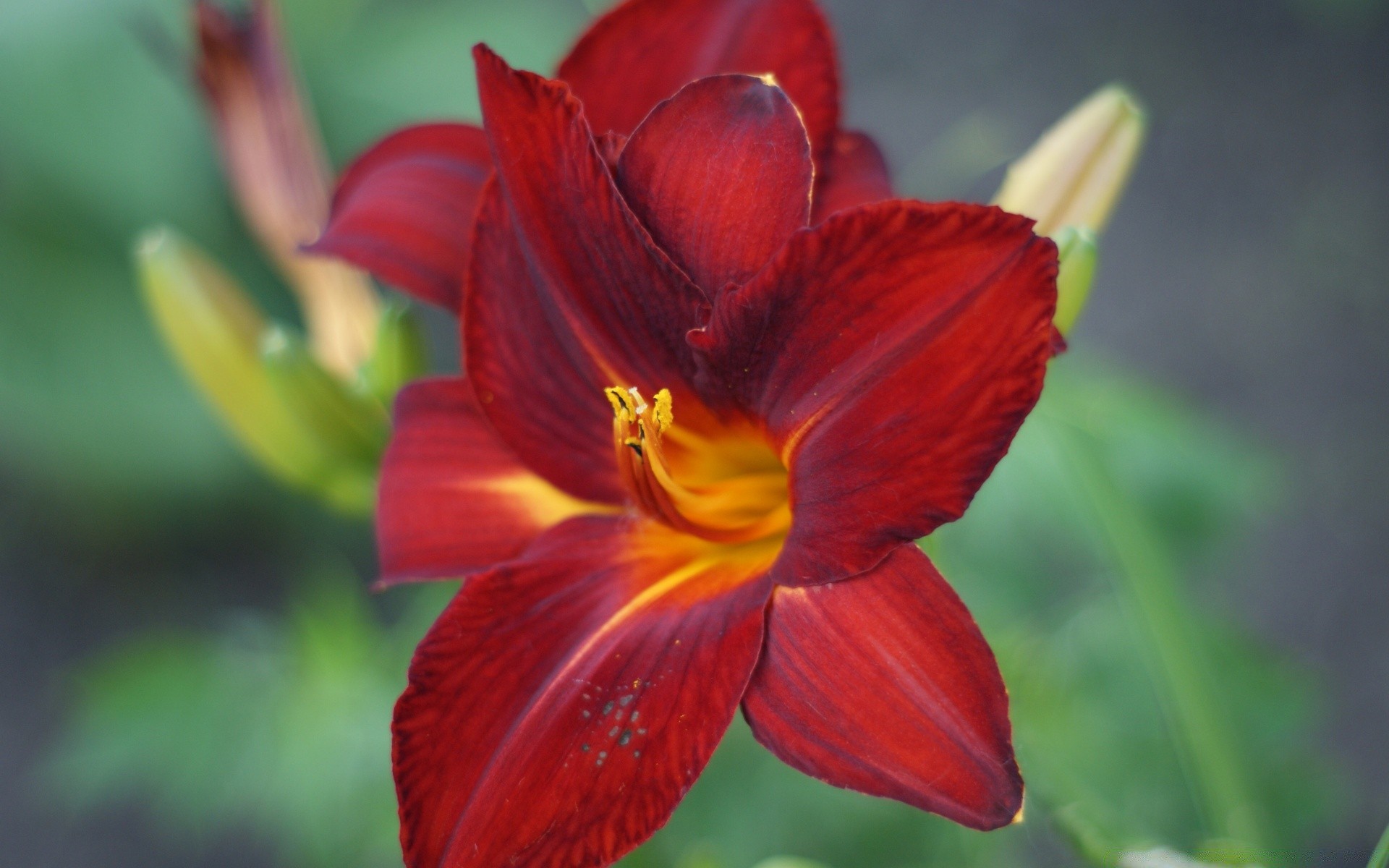 çiçekler doğa çiçek flora yaprak bahçe yaz tropikal güzel renk parlak petal çiçek açan yakın çekim açık havada çiçek