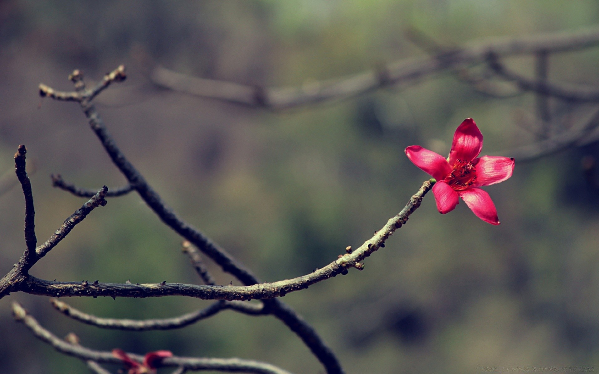 花 花 树 树枝 自然 户外 冬季 公园 特写 玫瑰 dof 植物 花园