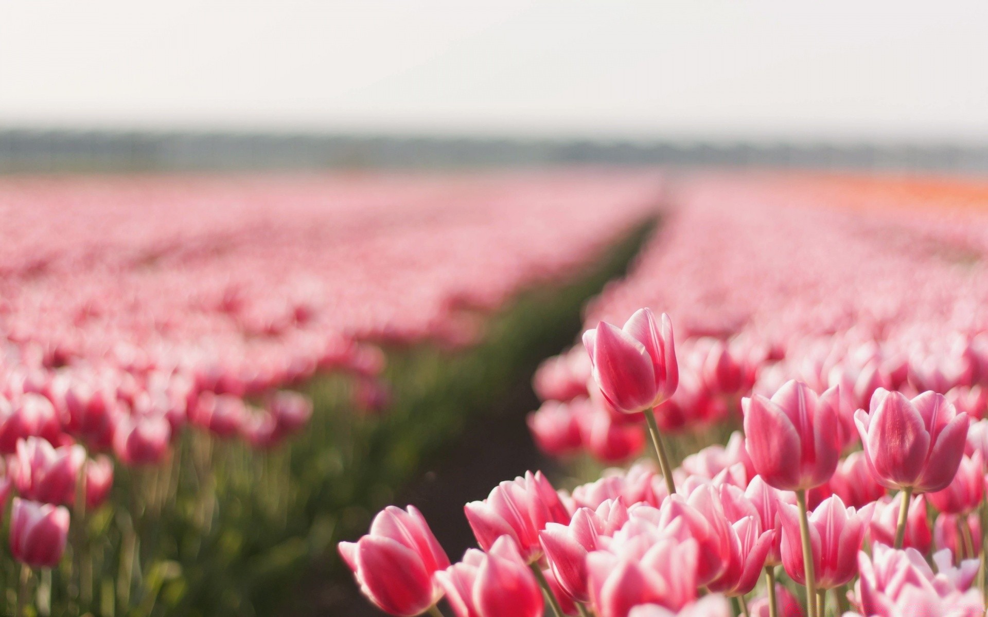 fleurs fleur nature tulipe champ été flore jardin lumineux couleur beau temps pâques feuille soleil à l extérieur pétale herbe parc bluming croissance