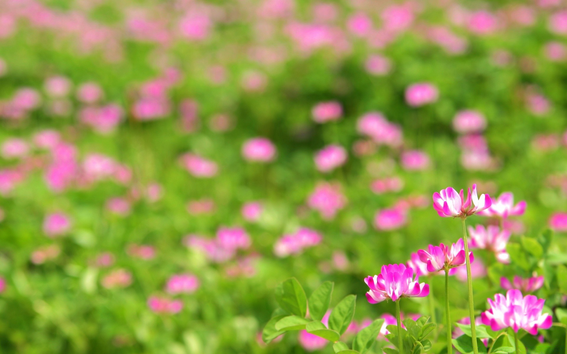 fleurs nature fleur champ jardin été flore herbe foin lumineux feuille floral croissance couleur bluming beau temps pelouse à l extérieur pétale parc rural