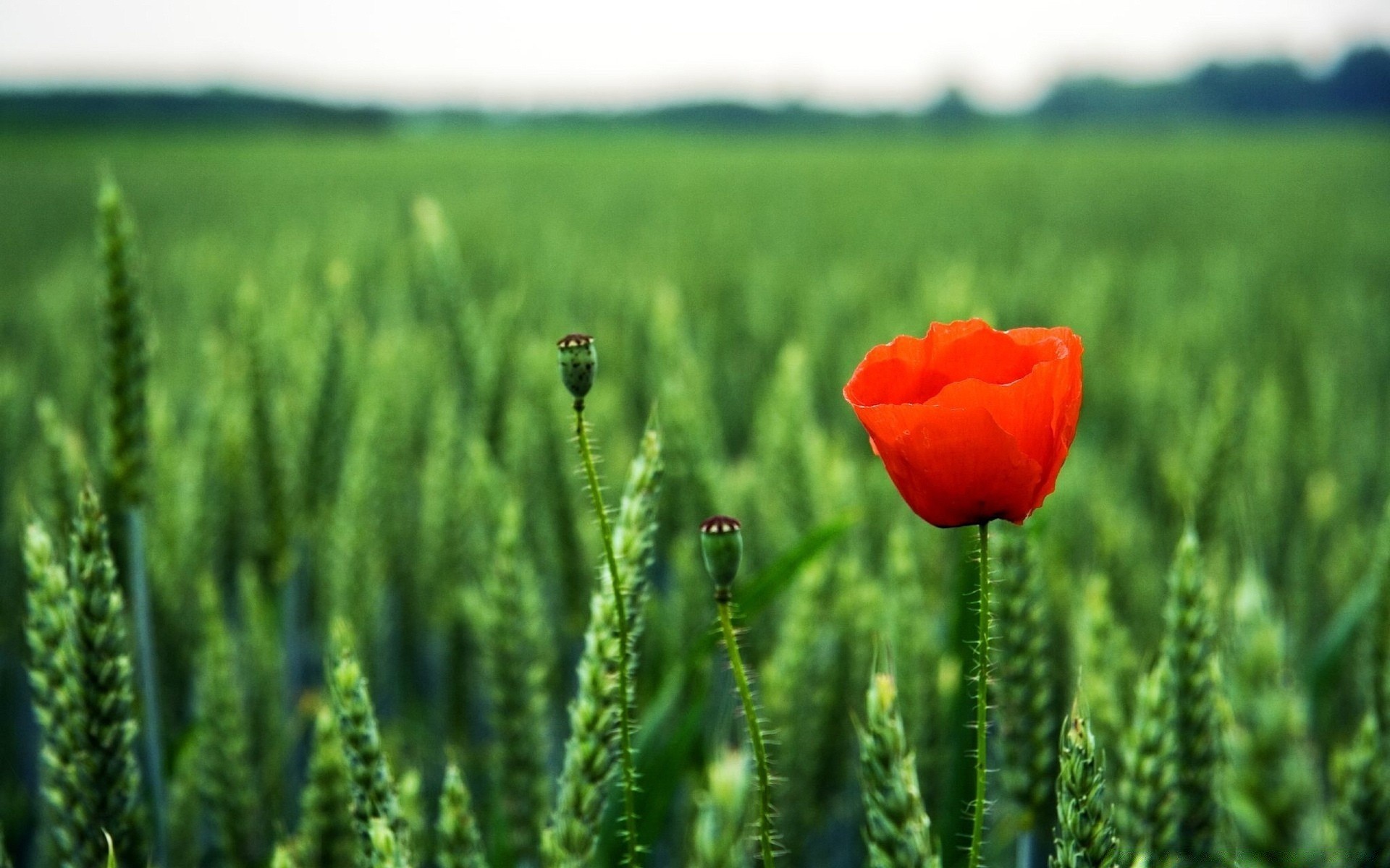 fiori natura campo rurale agricoltura estate all aperto crescita pascolo erba fiore bel tempo fattoria campagna sole flora papavero fiocchi paesaggio crescere