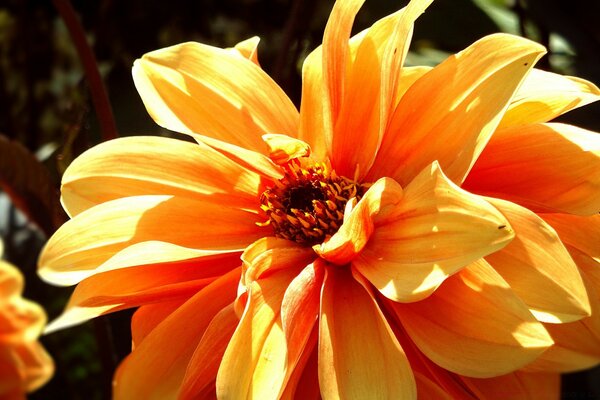 Pétales de fleurs dans la flore naturelle