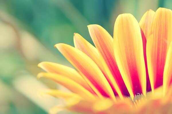 A flower with orange petals