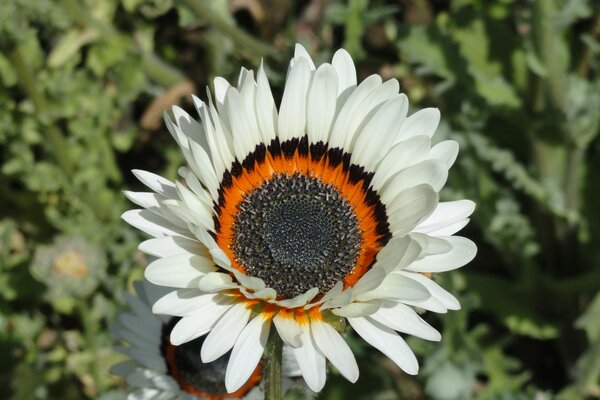 Grande flor bonita com pétalas brancas