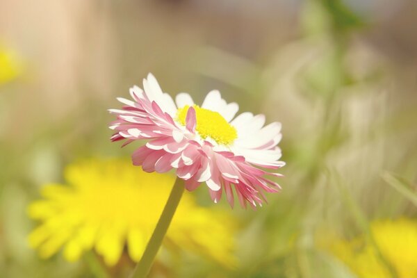 Hermosa flor sobre fondo borroso