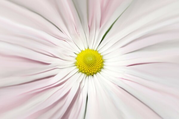 Fotografía macro de la flor de la Margarita