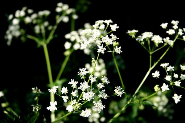 Blätter und Blumen natürliche Flora