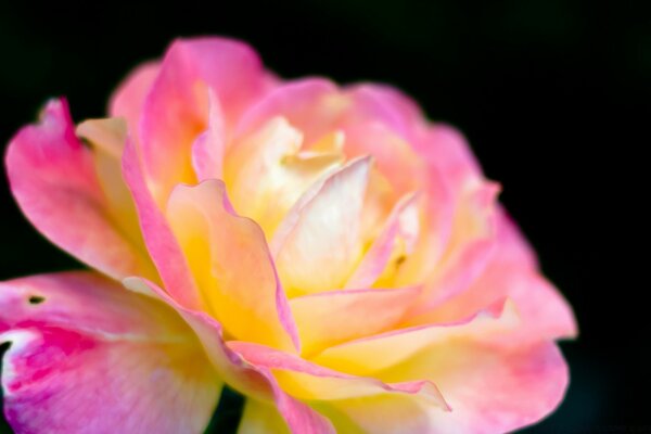 Feuilles de fleurs jaune-rose