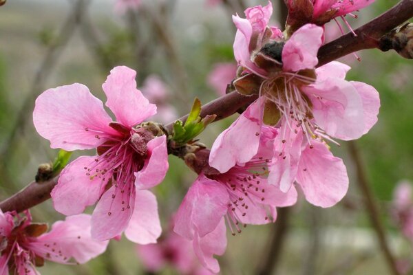 Hermosas flores de cerezo