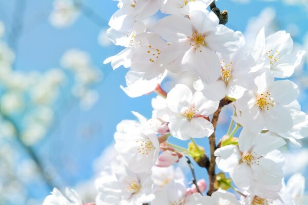 Cherry blossoms. Spring flower