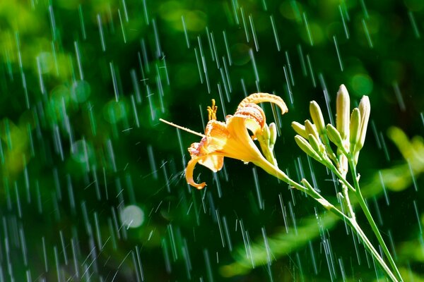 Herbe et fleurs flore naturelle