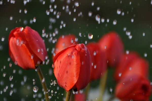 Red tulrans in the rain