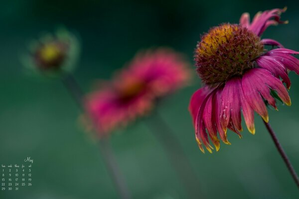 Schöne Blume auf grünem Hintergrund