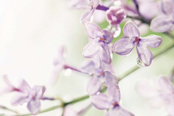 粉红色丁香花序上的露水