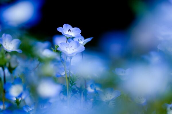 Claro de flores de pradera azul