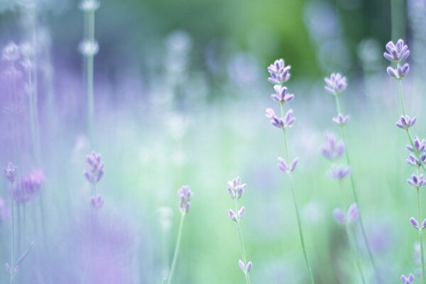 Delicadas flores púrpuras sobre un fondo borroso