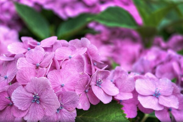 Blumen aus der Flora im Naturgarten