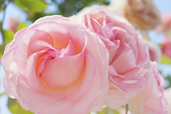 Rose ist ein Symbol für Liebe und Romantik