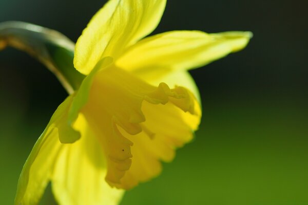 Narzissenblume im Makro mit grünem Hintergrund