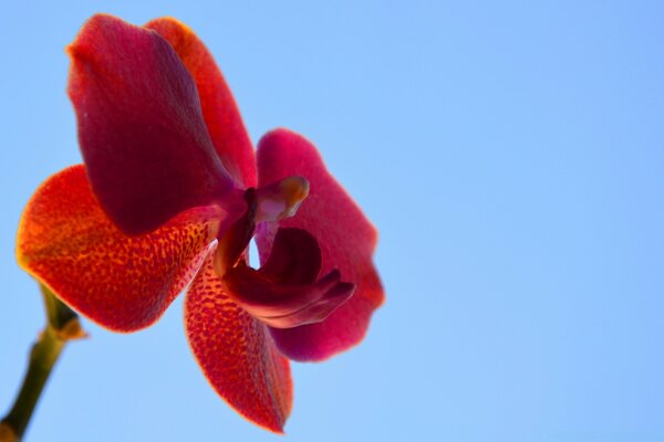 Fleur rouge sur fond de ciel